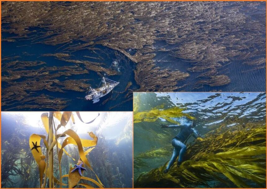 Los bosques de algas sumergidos en Península MItre, impactan al mundo.
