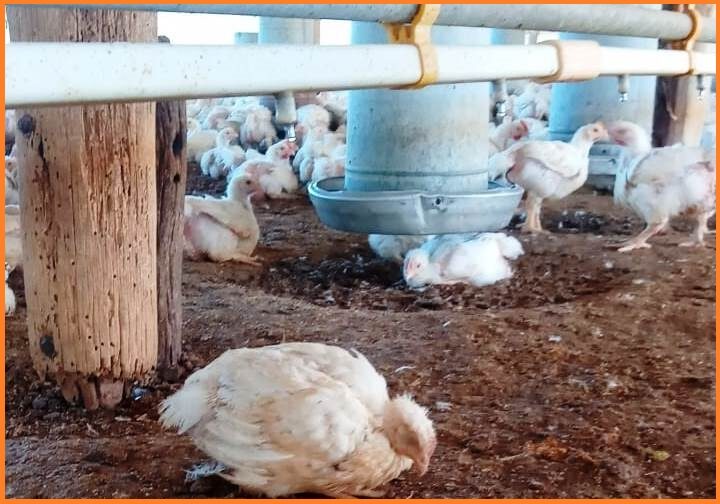 Fotografía del Senasa sobre casos de muerte por gripe aviar en un criadero de Mainqué, Río Negro.