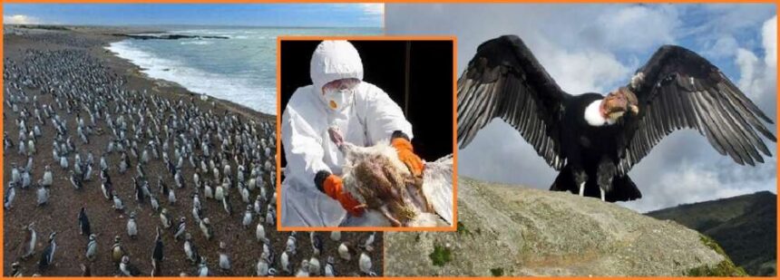 Gripe Aviar: vigilan de cerca a las poblaciones de especies silvestres en la Patagonia