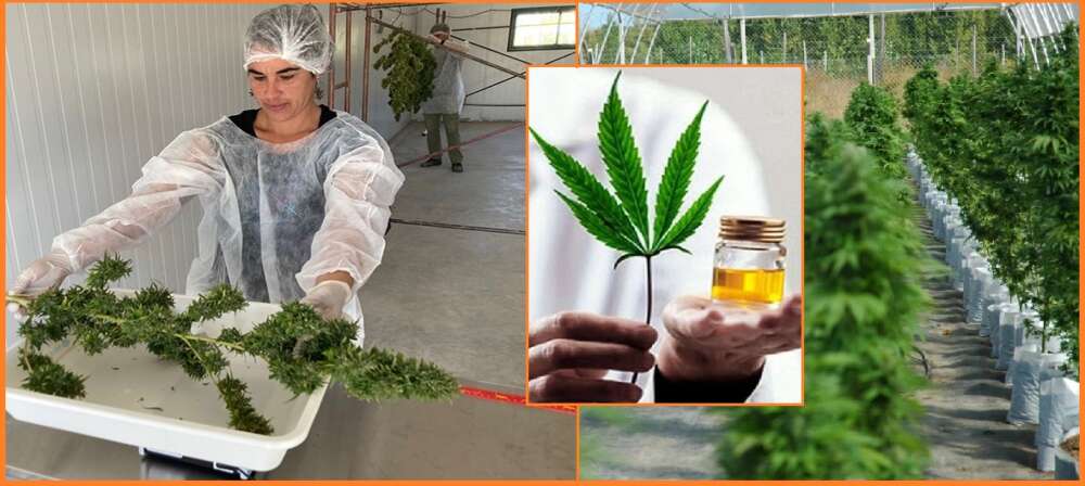 Ya cosechan cannabis en el INTA del Alto Valle thumbnail