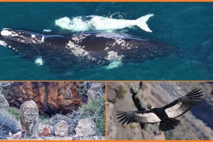 Cómo siguen con GPS a ballenas, cóndores y pumas en la Patagonia Argentina