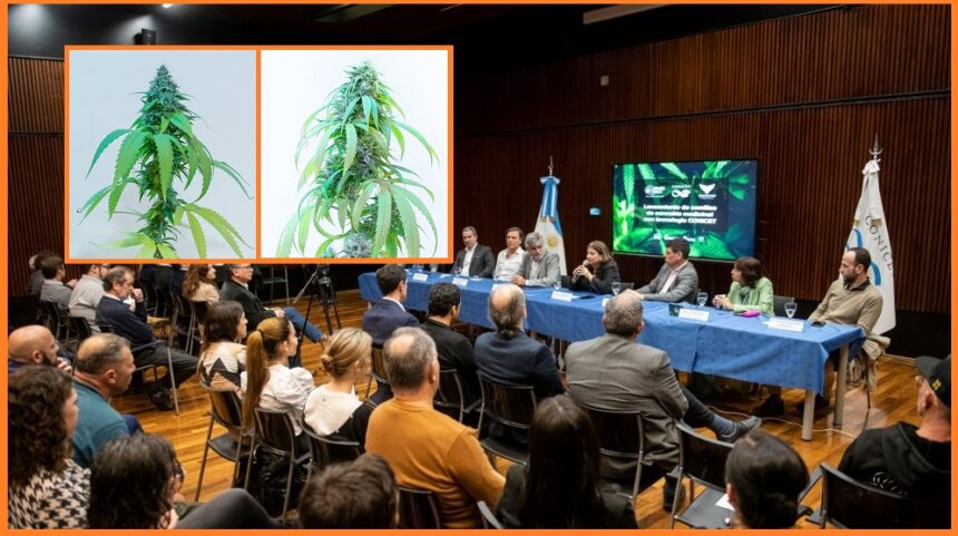 Seis variedades de semillas de cannabis fueron inscriptas por el Conicet en el INASE