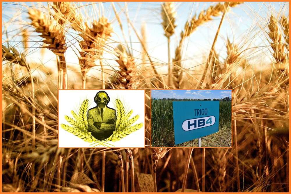 Argentina es el primer país en consumir trigo transgénico. ¿Qué es? thumbnail